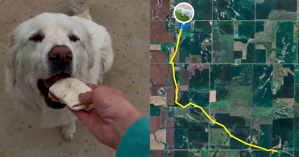 La Increíble Odisea de Max: Un Perrito Guiado por su GPS y el Olfato hacia su Burrito Soñado